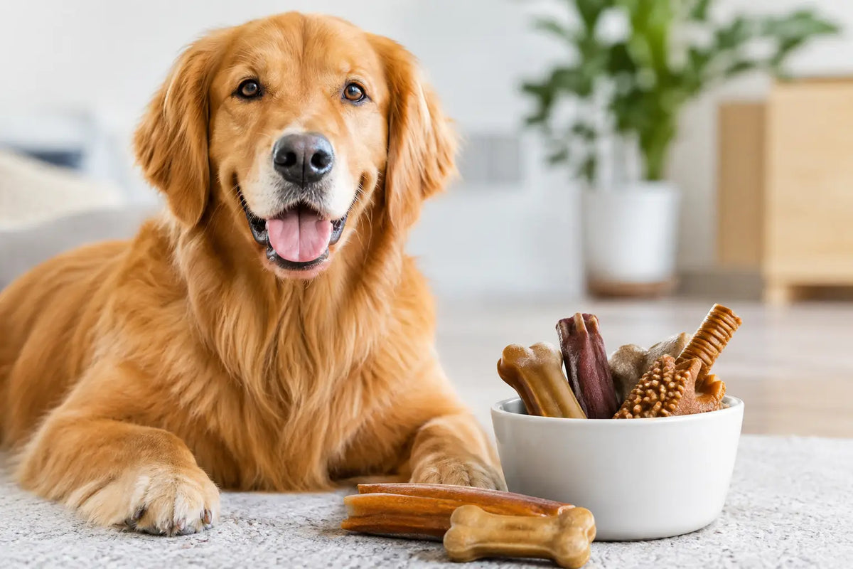 Dog Dental Risk Guide for Choosing Hard Chews
