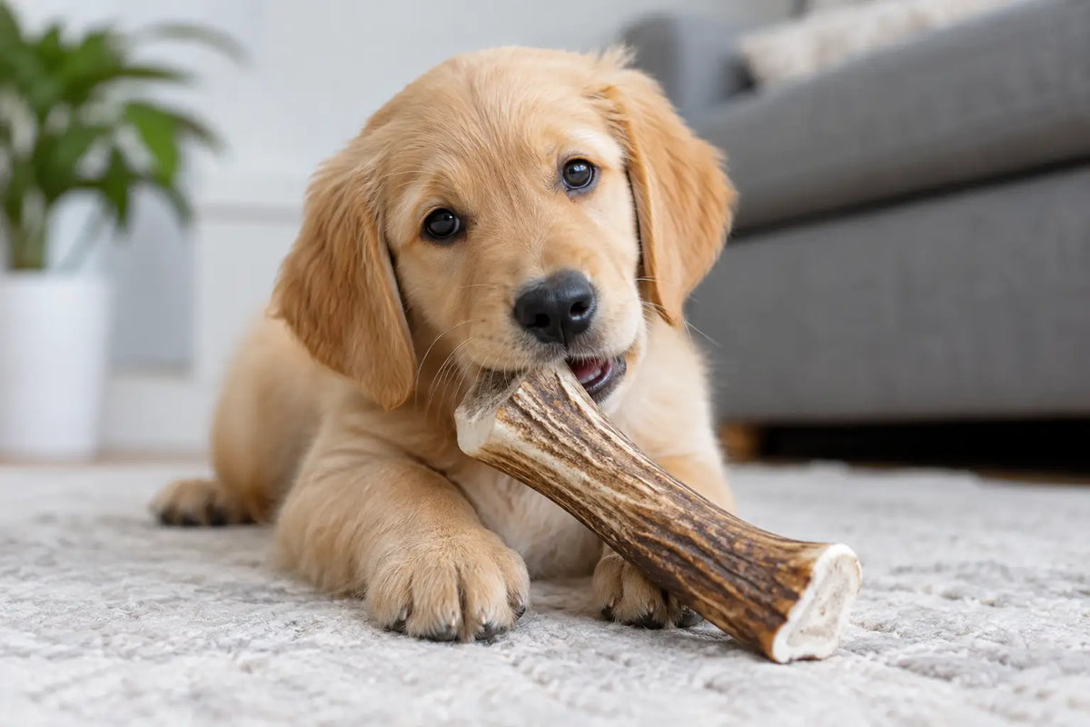 Are Antler Chews for Puppies a Good Fit?