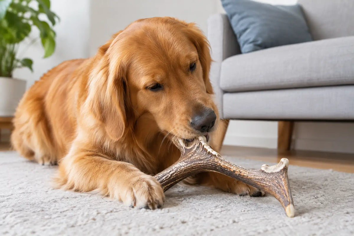 Are Antlers Safe for Dogs? A Careful Answer